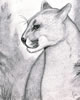 Felis concolor, mountain lion, Bergl�we (64kb)